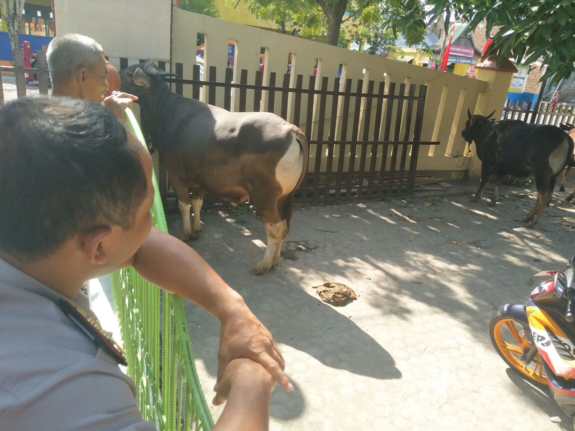 Hari Raya Qurban, Polres Sidrap Sembelih 10 Sapi dan 1 Kambing