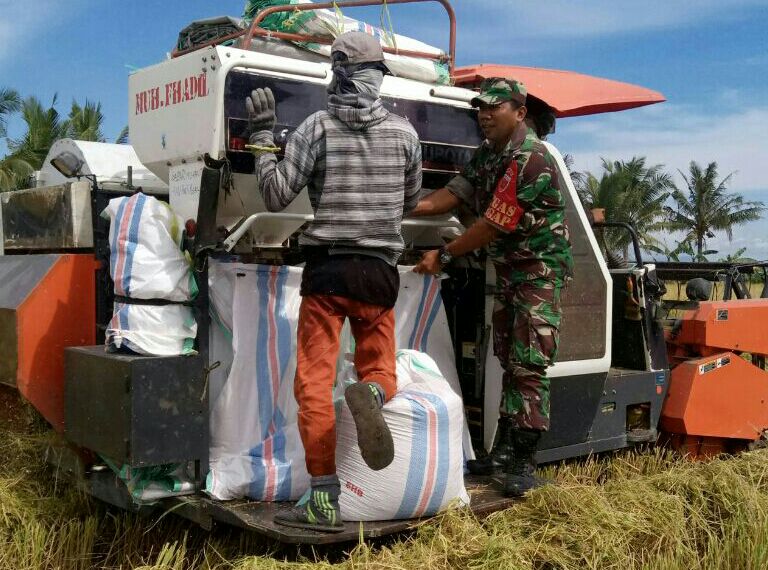 Percepat Panen, Babinsa Kodim 1420 Terjun Langsung ke Sawah….