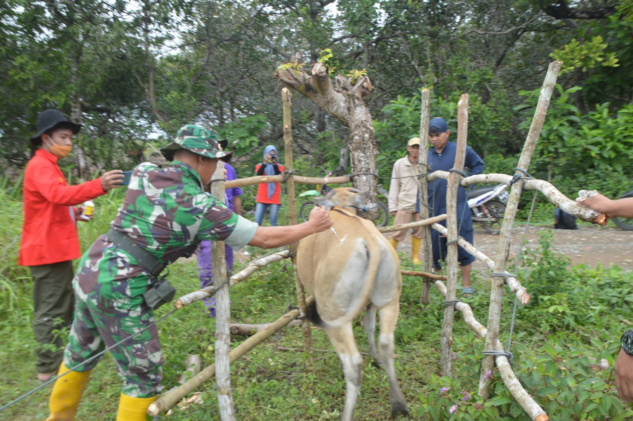 Jaga Kesehatan Ternak, Satgas TMMD Kodim 1420 dan Mahasiswa Suntik Sapi Warga