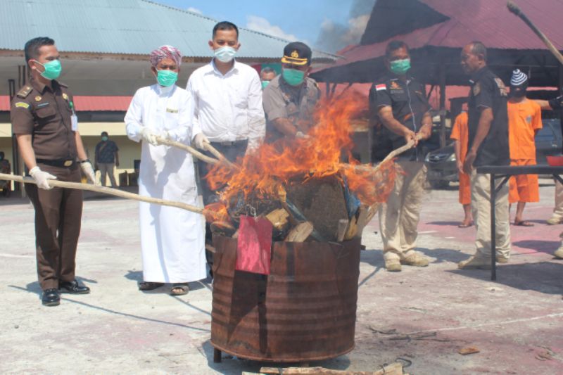 Polres Mandailing Natal Musnakan Barang Bukti Puluhan Kilo Ganja Kering