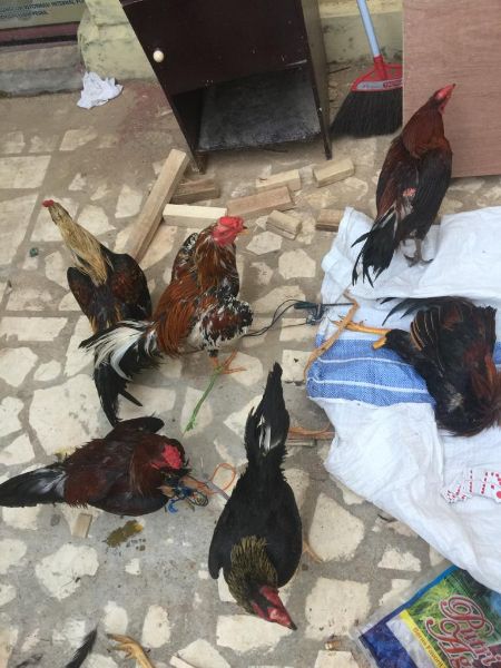 Berjudi Sabung Ayam di Bulan Puasa, Polres Pangkep Amankan 7 Warga