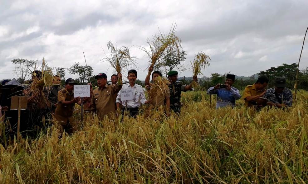 Bupati Sidrap Panen Padi Gogo Di Pitu Riase