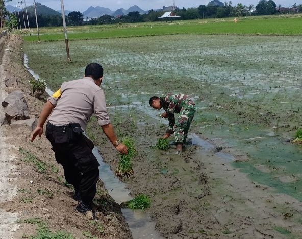 Lihat Sinergitas TNI-POLRI di Tellu Limpoe Sidrap, Turun Sawah Bantu Warga Menanam Padi