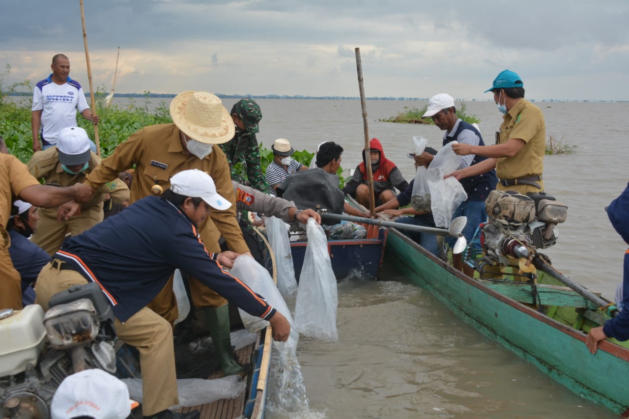 190 Ribu Benih Ikan Air Tawar Direstocking di Danau Sidenreng