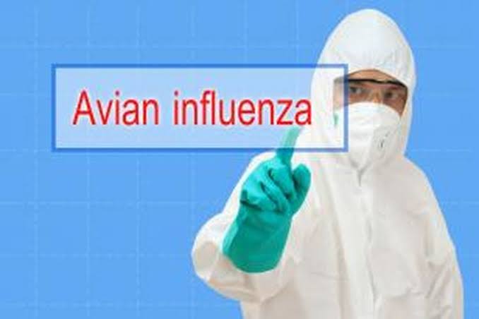 Dugaan Flu Burung Di Sidrap, Kadisnakkan : Tidak Ada yang Terabaikan, Semua Maksimal Ditangani