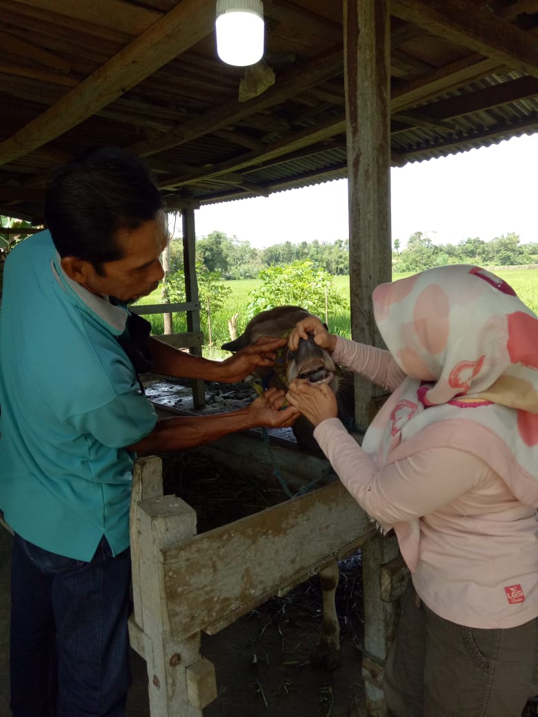 Antisipasi Penyakit, Hewan Qurban di Periksa Kesehatannya