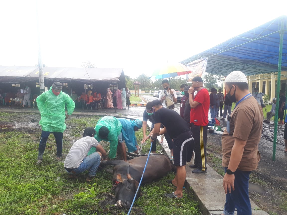 Idul Adha 1441 H, Polres Banggai Sembelih 9 Ekor Hewan Qurban