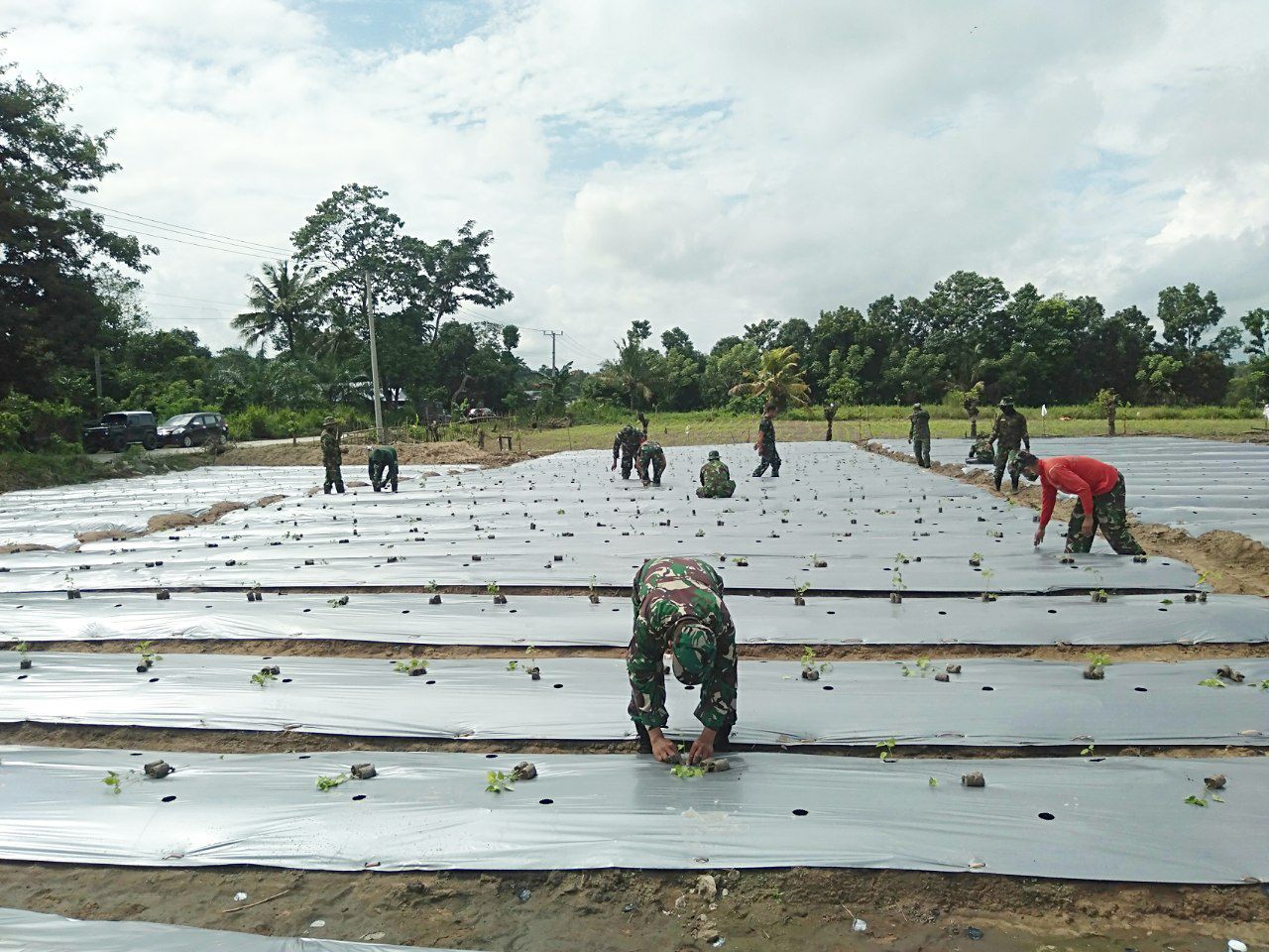 Tingkatkan Ketahanan Pangan, Kodim 1420 Sidrap Tanam Cabe Ditengah Pandemi Covid-19