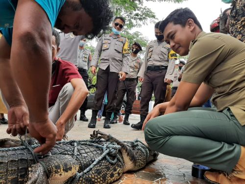 Kapolres Banggai Hadiri Penyerahan Buaya Liar ke Suaka Margasatwa Bangkiriang