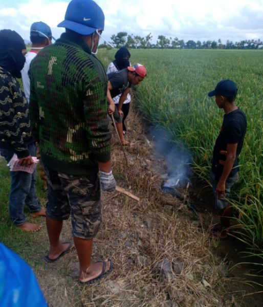 Di Sidrap, Petani dan Aparat Gaunkan Gerdal Hama Pengerat di Desa Sereang