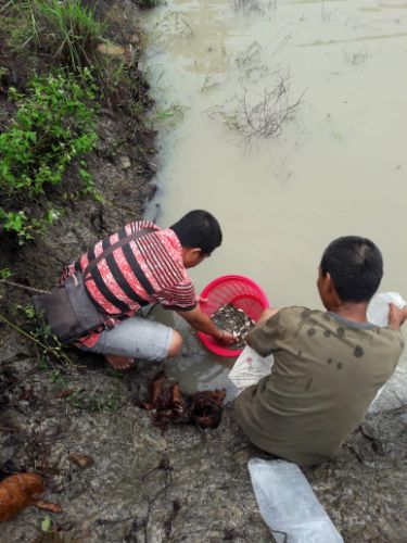 Pemberdayaan Kelompok Perikanan, Disnakkan Sidrap Serahkan Benih Ikan Mas