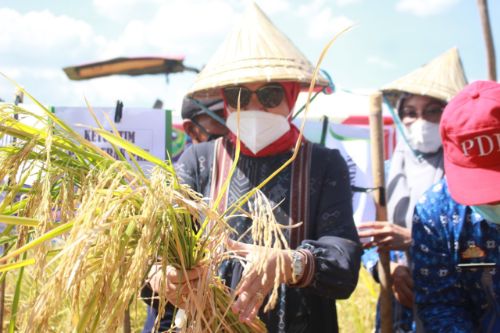 Alhamdulillah Mulai Panem, Bupati Barru Tuai Hasil Padi yang Benihnya Ia Tanam