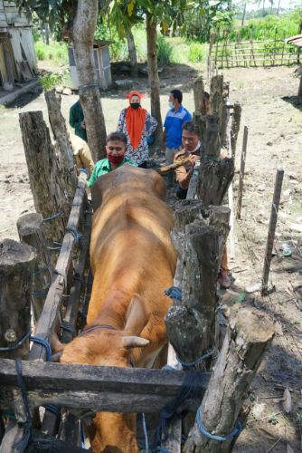 Transfer Embrio Sapi Cara Disnakkan Sidrap dan UPTD Pembibitan Ternak Sulsel Insemimasi Buatan