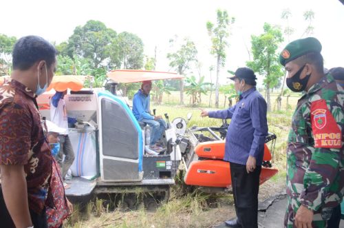 Demplot Hasil Kerjasama PT Pupuk Kaltim dan BPP di Kulo Mulai Dipanen. Ini Harapan Bupati Sidrap