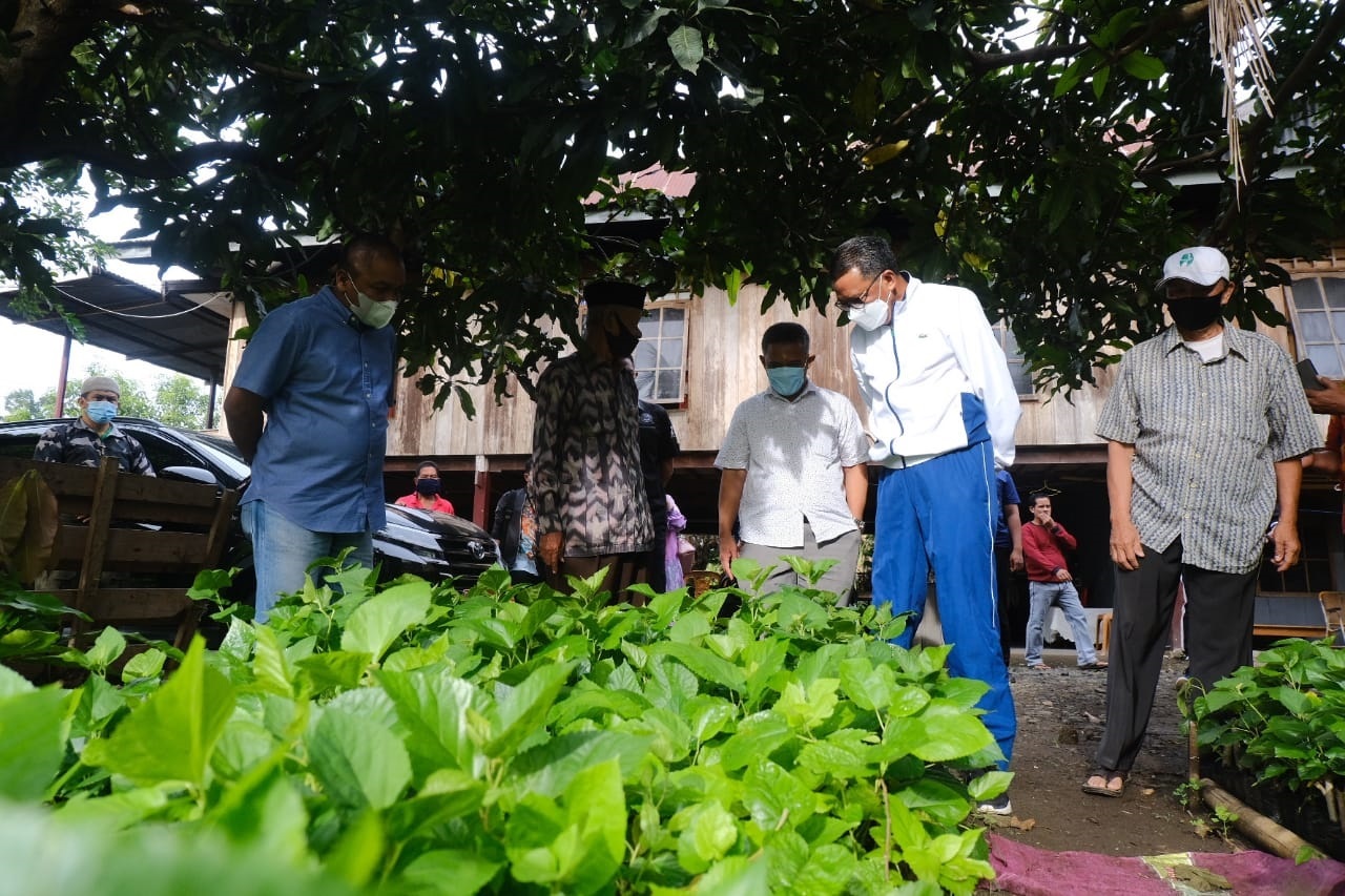 Kunker di Soppeng, Gubernur Pantau Kampung Pertanian Murbei