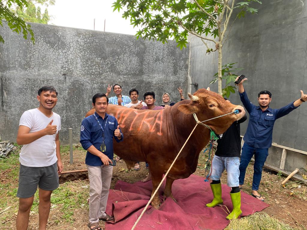 Idhul Adha, Sapi Seberat 1,2 Ton Milik PT Whyka Ekspres Logistik Disembelih