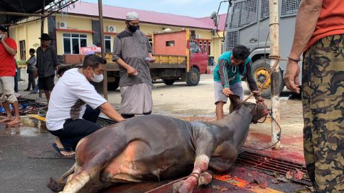 Hari Raya Qurban Tahun Ini, Polres Sidrap Sembelih 9 Ekor Sapi