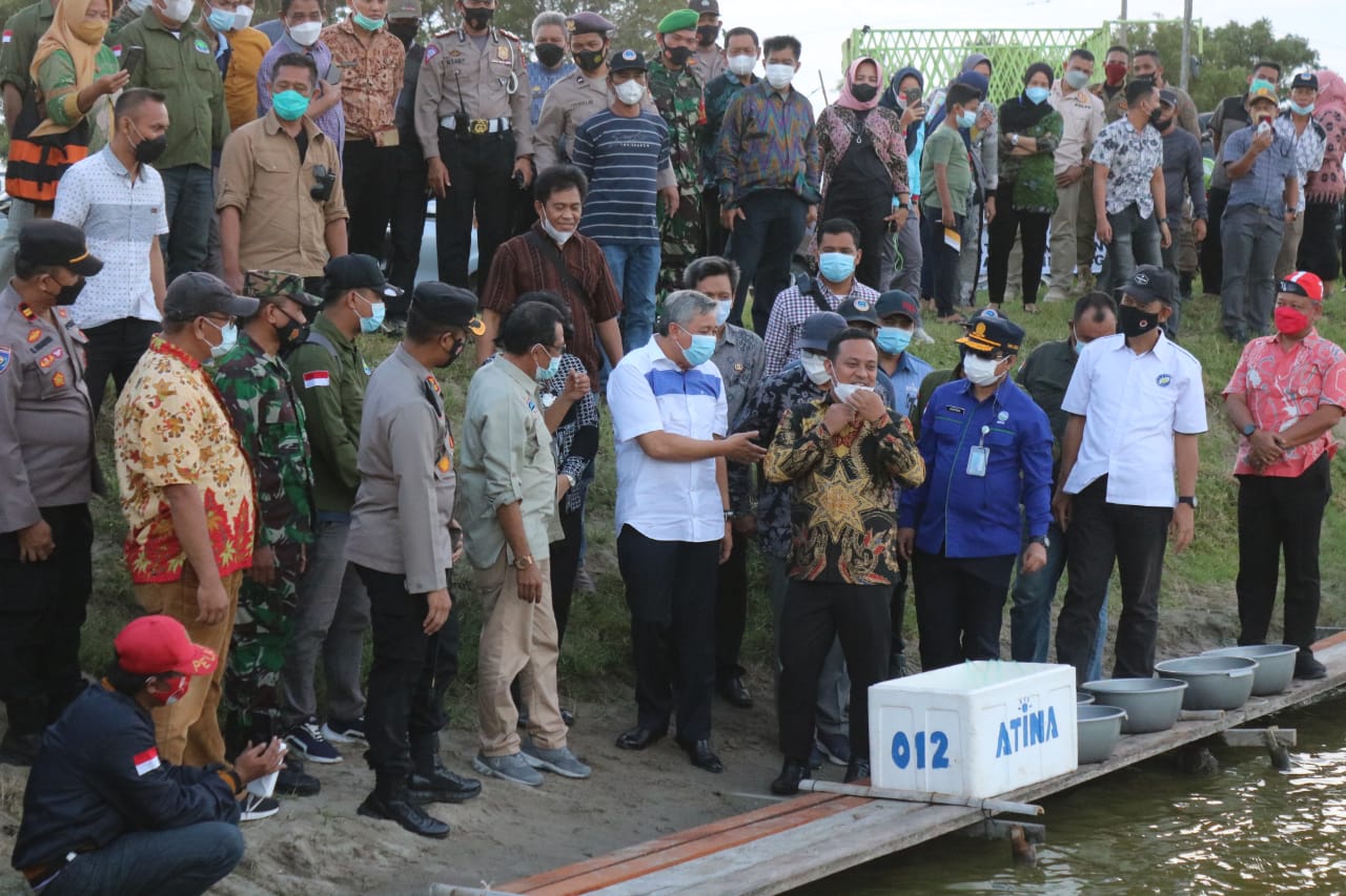 Demi Melestarikan Udang Windu, Plt Gubernur Sulsel Tebar Benih di Pinrang