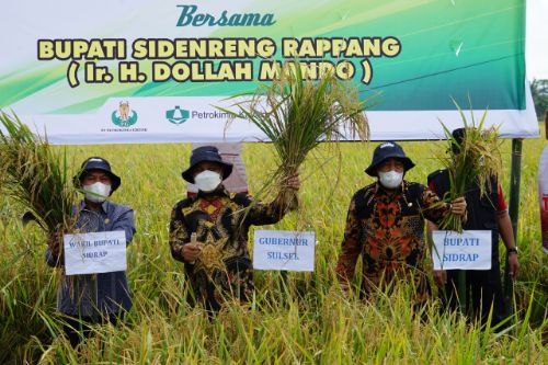 Di Sidrap, Sudirman Sulaiman dan Bupati Panen Perdana 6,7 Ton Varietas Inpari 4