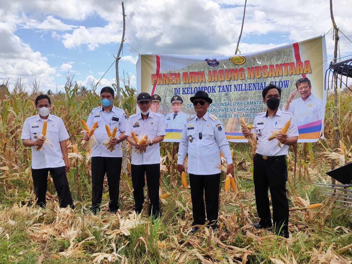 Bupati Enrekang Panen Jagung bersama Menteri Pertanian SYL Lewat Virtual