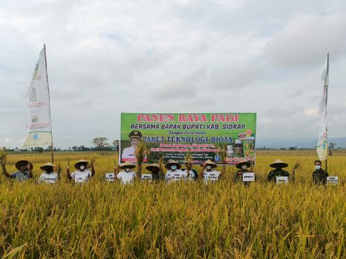 Panen Raya Padi Teknologi Biota, Bupati Sidrap Harap Produksi Padi Meningkat