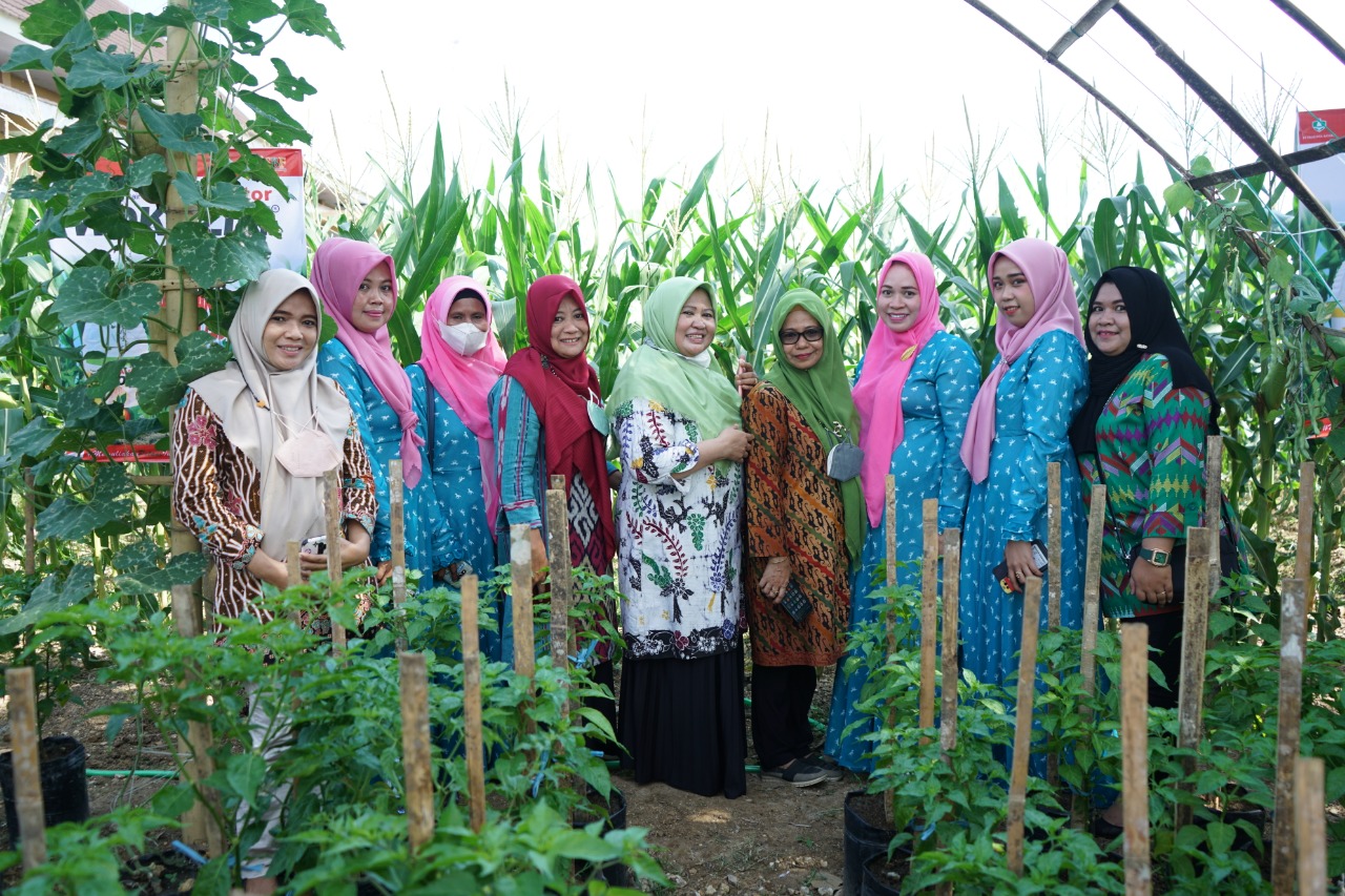 Kelompok Wanita Tani Sidrap Dibantu Holtikultura, Bupati Harap Pemanfaatan Lahan untuk P2L