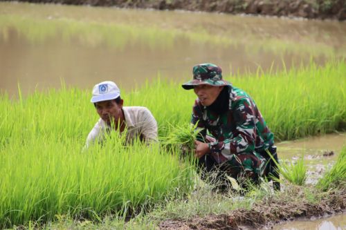 Target Swasembada Pangan Nasional, Turun Kesawah Babinsa Bantu Petani