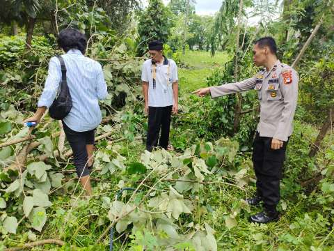 Guru SMK Negeri 4 Sidrap Meregang Nyawa Usai Tertimpa Pohon