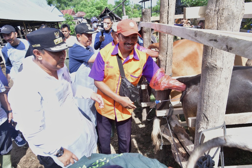 Miliki Populasi Sapi Tertinggi Kedua di Sulsel, Pemprov Dorong Wajo Genjot Inseminasi Buatan