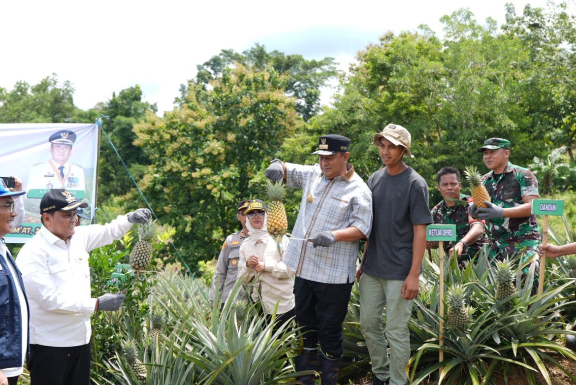 Tanam Sekaligus Panen Nanas di Barru, Pj Gubernur Sulsel Dorong Produksi Hingga 1.000 Hektare