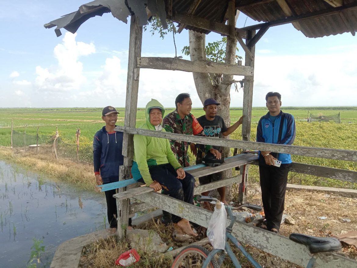 Babinsa 1420-01/Panca Lautang Dampingi Petani dalam memantau tanaman padi