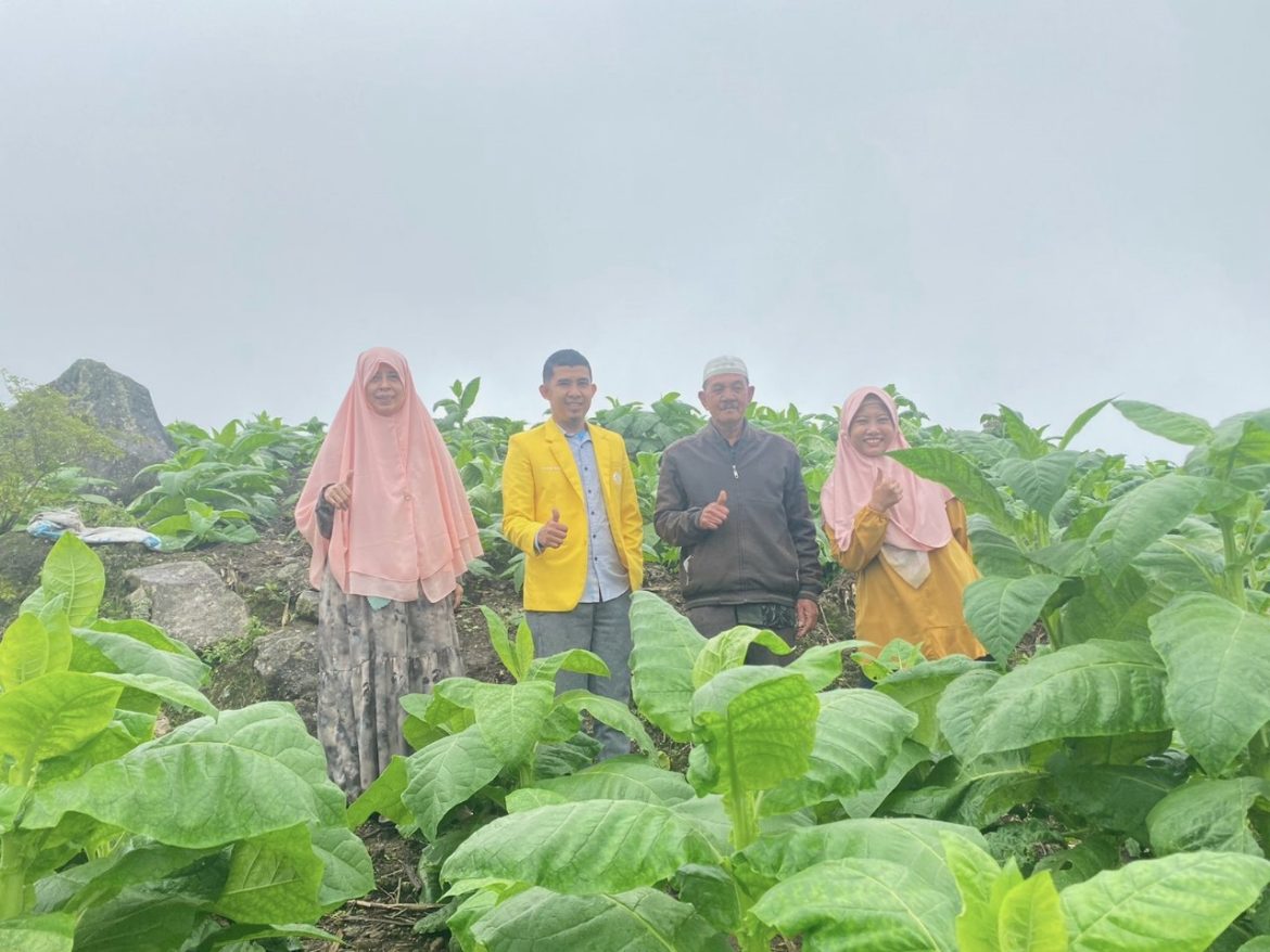 Upaya Peningkatan Produktivitas Tembakau di Desa Batu Belerang Kabupaten Sinjai