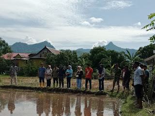 Mappalili, Tradisi Turun Sawah Sambut Musim Tanam 2024/2025 di Desa Manuba