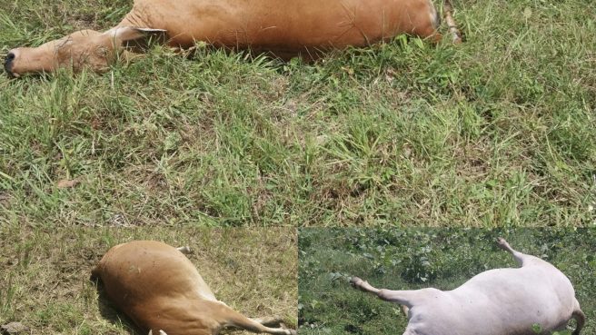 Tiga ekor sapi mati tergeletak di rerumputan dan semak-semak, bagian dari total tujuh ekor sapi yang diduga keracunan pupuk kimia di kebun Lapapolo, Desa Laerung.