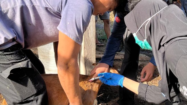 Mahasiswa Unhas menyuntik vaksin ke kambing saat program vaksinasi PMK di Maros