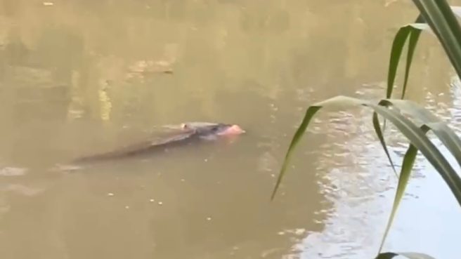 Buaya di Sungai Bulete, Pitumpanua, Wajo, terlihat membawa tubuh korban di mulutnya usai insiden penyerangan terhadap warga Tobarakka.