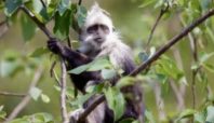Seekor Langur Kepala Putih terancam punah duduk di dahan pohon di Cagar Alam Nasional Guangxi Chongzuo.