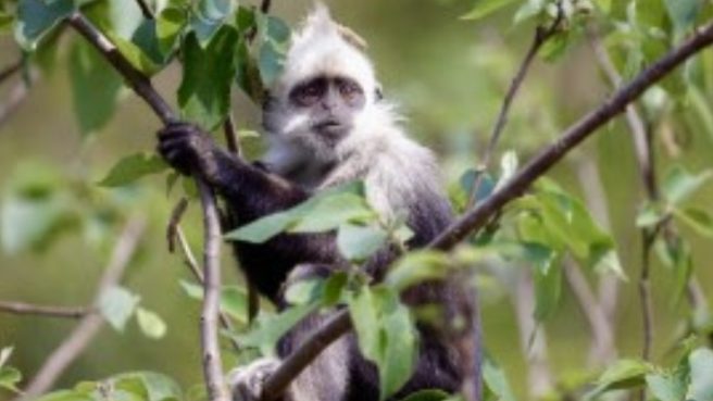 Seekor Langur Kepala Putih terancam punah duduk di dahan pohon di Cagar Alam Nasional Guangxi Chongzuo.